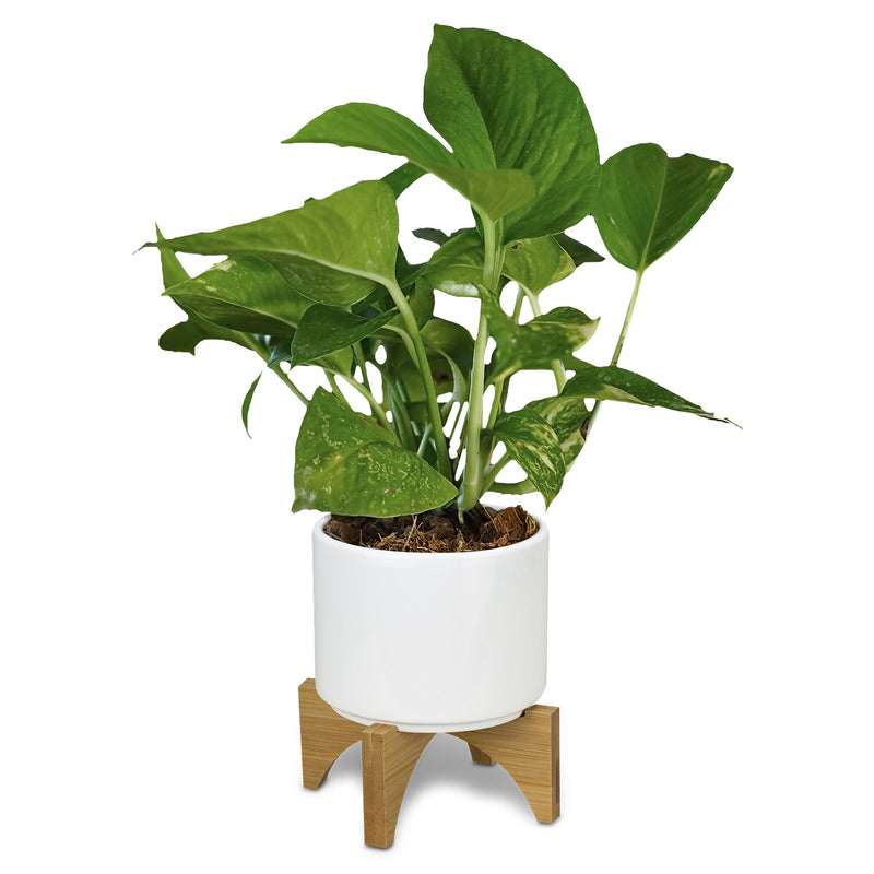 agogo Planter with Bamboo Base